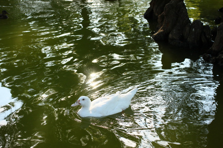 巴塞罗那池塘上的鸭子
