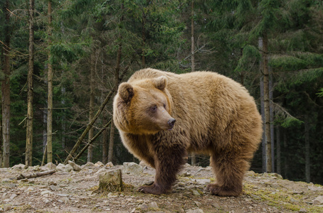 熊在森林里寻找春天照片