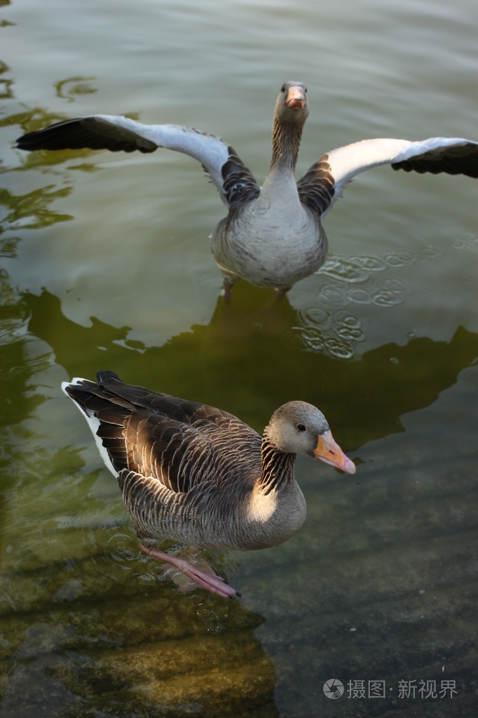 巴塞罗那池塘上的鸭子