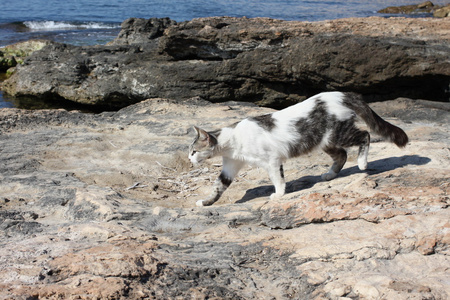 海滩上美丽的猫