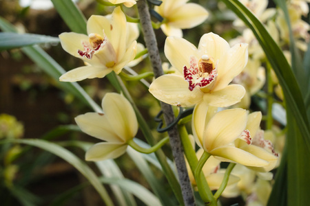 美丽的黄色兰花在热带小玩意的蝴蝶兰