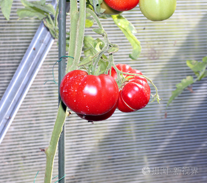 红番茄的温室