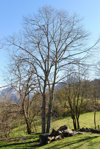 在一个山风景树