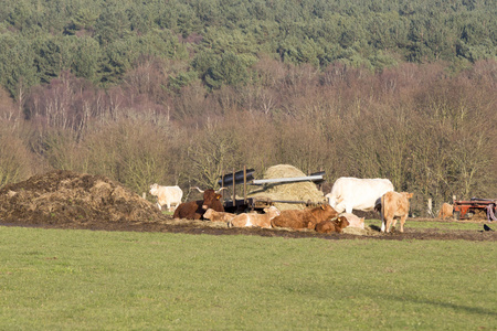 母牛放牧法国危机农夫