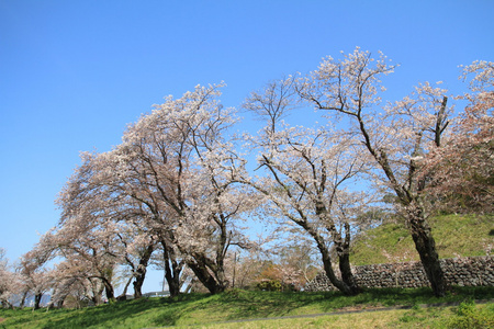 排在日本静冈县伊豆樱花树