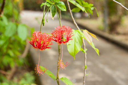 红色和粉色的花朵