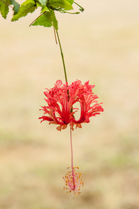 红色和粉色的花朵