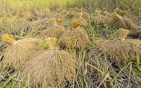 捆绑的水稻对稻田