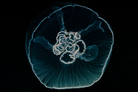 梳果冻水母生物图片