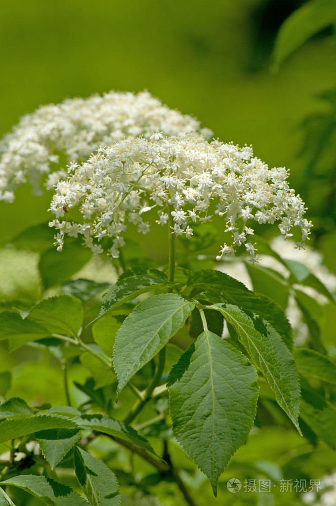 接骨木花在春天
