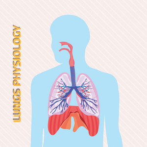 肺生理矢量图