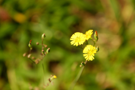 黄草花