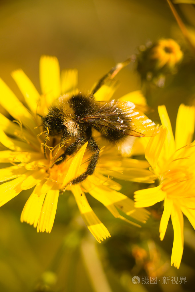 夏季大黄蜂蜜蜂昆虫花宏