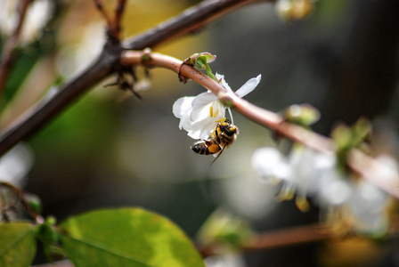 上一朵白花蜂