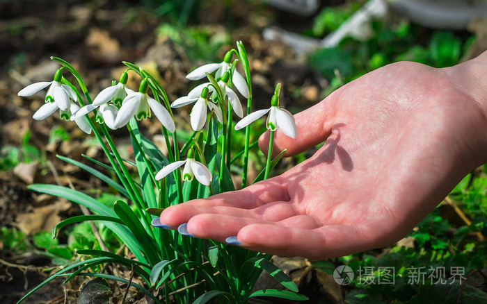 雪花莲春花盛开在阳光明媚的日子浅景深特写的手指女孩触摸花