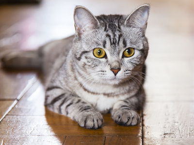 灰色的猫坐在地板上
