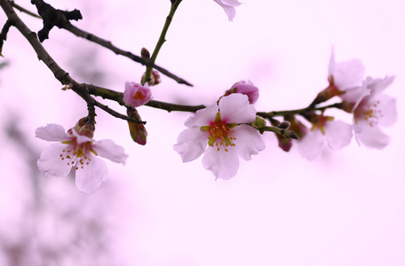 花的杏仁特写