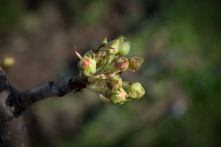 一根小树枝梨芽照片