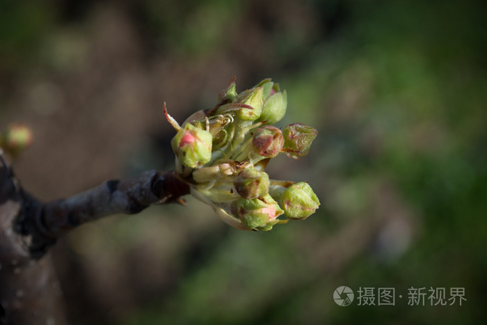 一根小树枝梨芽