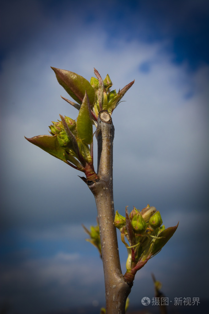 梨芽与背景中的天空