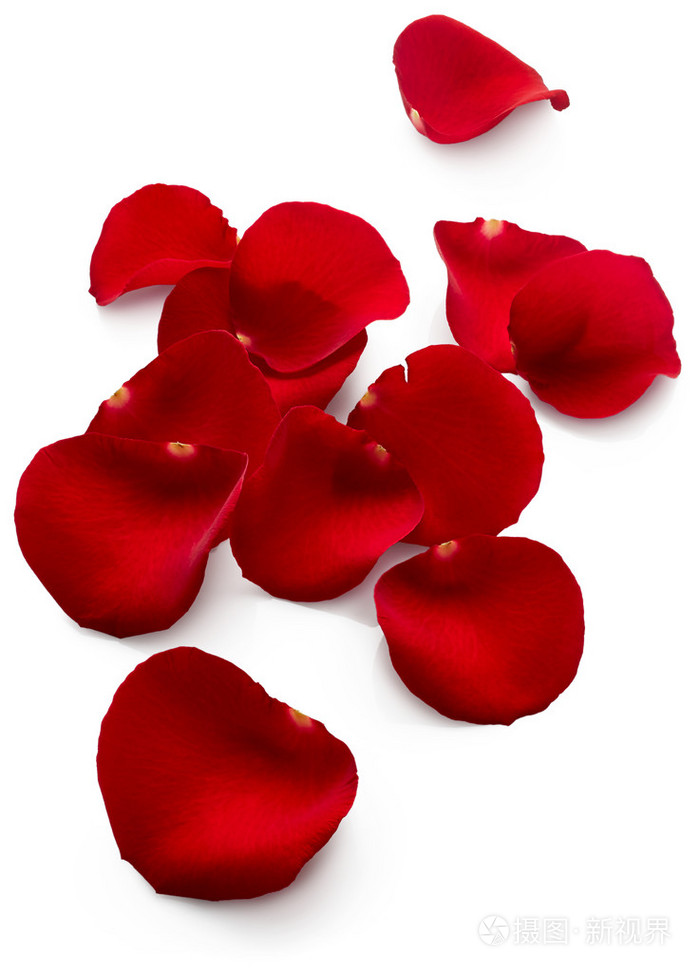 红玫瑰的花瓣
