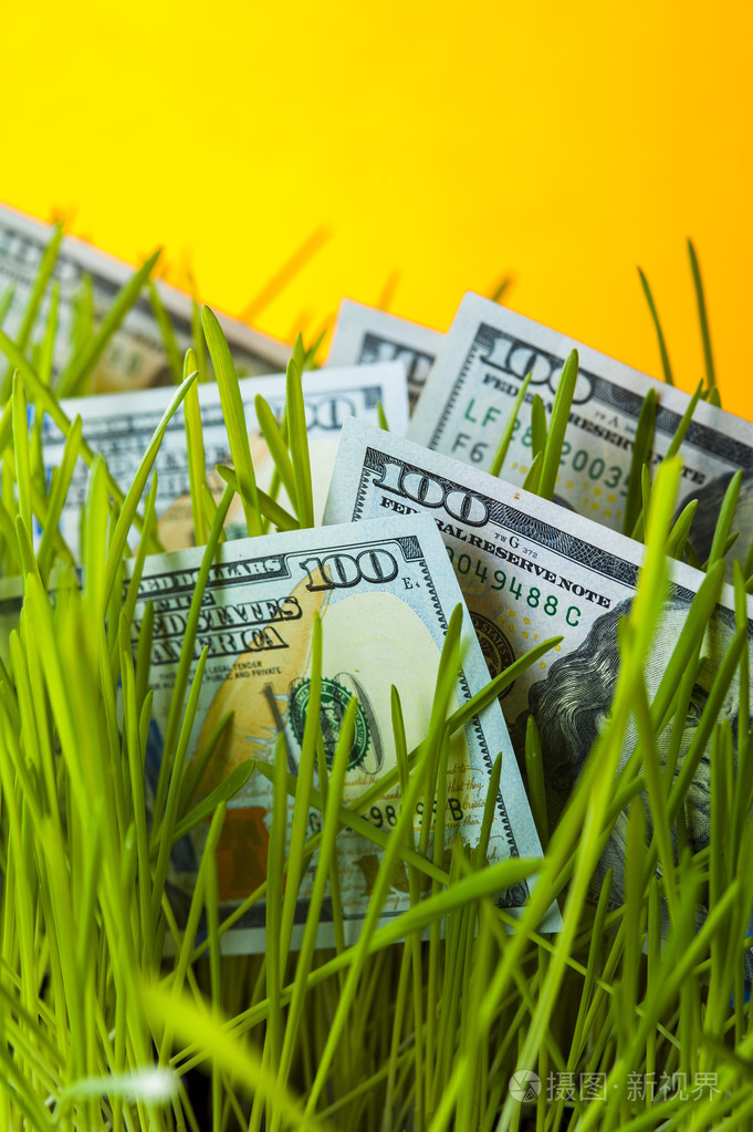 在绿色的草坪上一百美元账单