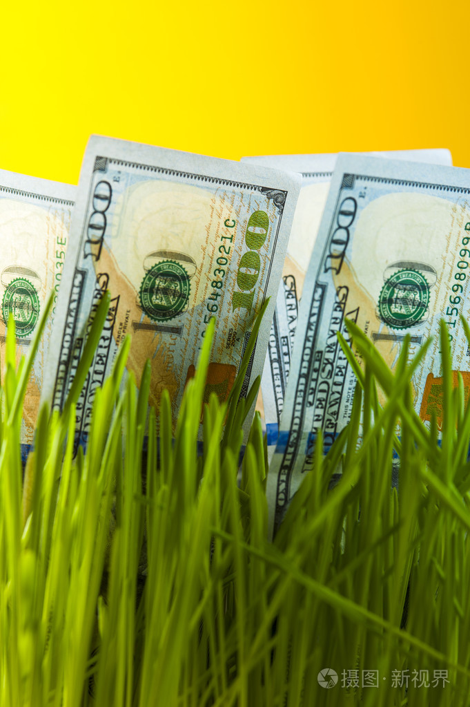 绿色的草丛中一个美元钞票