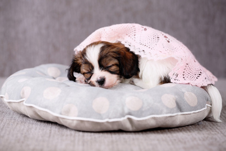 小狗盖上毯子