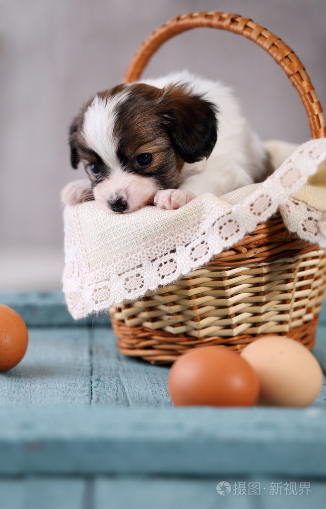 伤心的小狗在一个篮子里