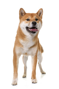 年轻 shiba inu