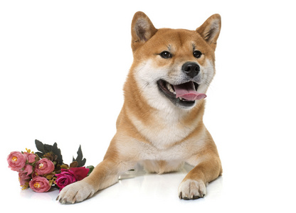 年轻 shiba inu 和花