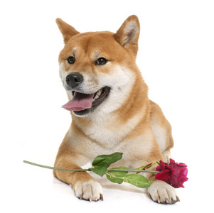 年轻 shiba inu 和花