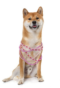 年轻 shiba inu