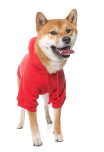 穿好衣服的 shiba inu