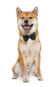 年轻 shiba inu