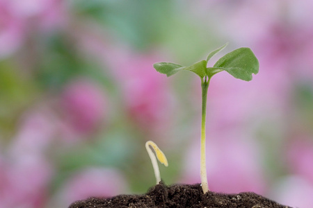 两个生长发芽插画