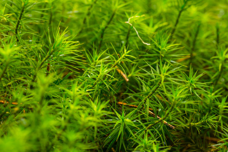 特写的绿色青苔背景