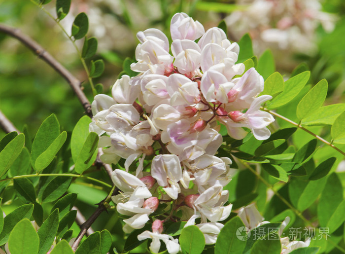美丽的相思花照片 正版商用图片1mkijx 摄图新视界 美丽的相思花照片 正版商用图片1mkijx 摄图新视界