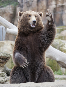 站在熊跟人打招呼照片