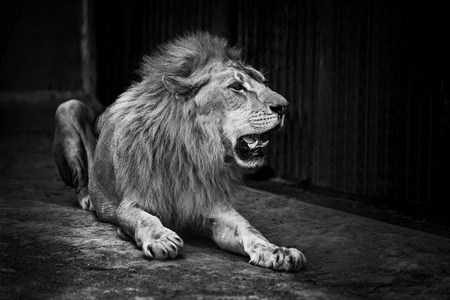 大的雄性非洲狮