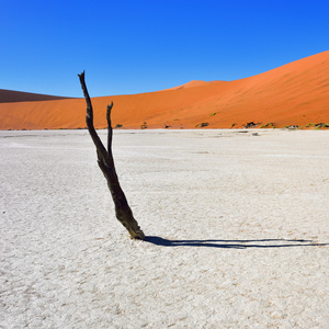 Deadvlei，苏斯。纳米比亚