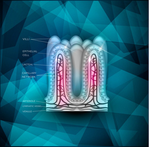 小肠绒毛背景