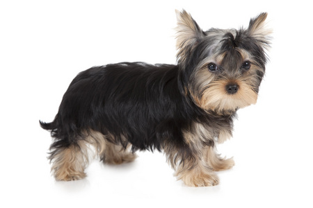 大约克三个月大约克夏犬照片