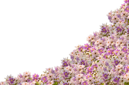 女王紫薇框架