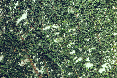 白胶浆墙盖满了绿色的自然常春藤，首页设计