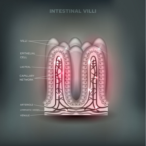 小肠绒毛背景