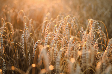 小穗的小麦在阳光下