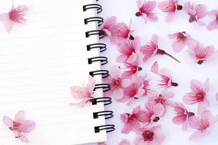 纸笔记本粉色樱花