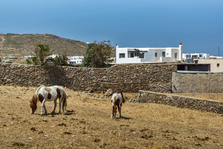 乡村景观有两匹马，米克诺斯岛希腊