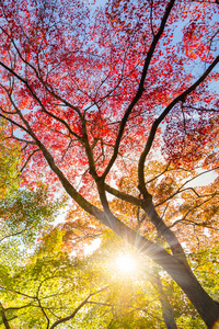 多彩的秋天树梢